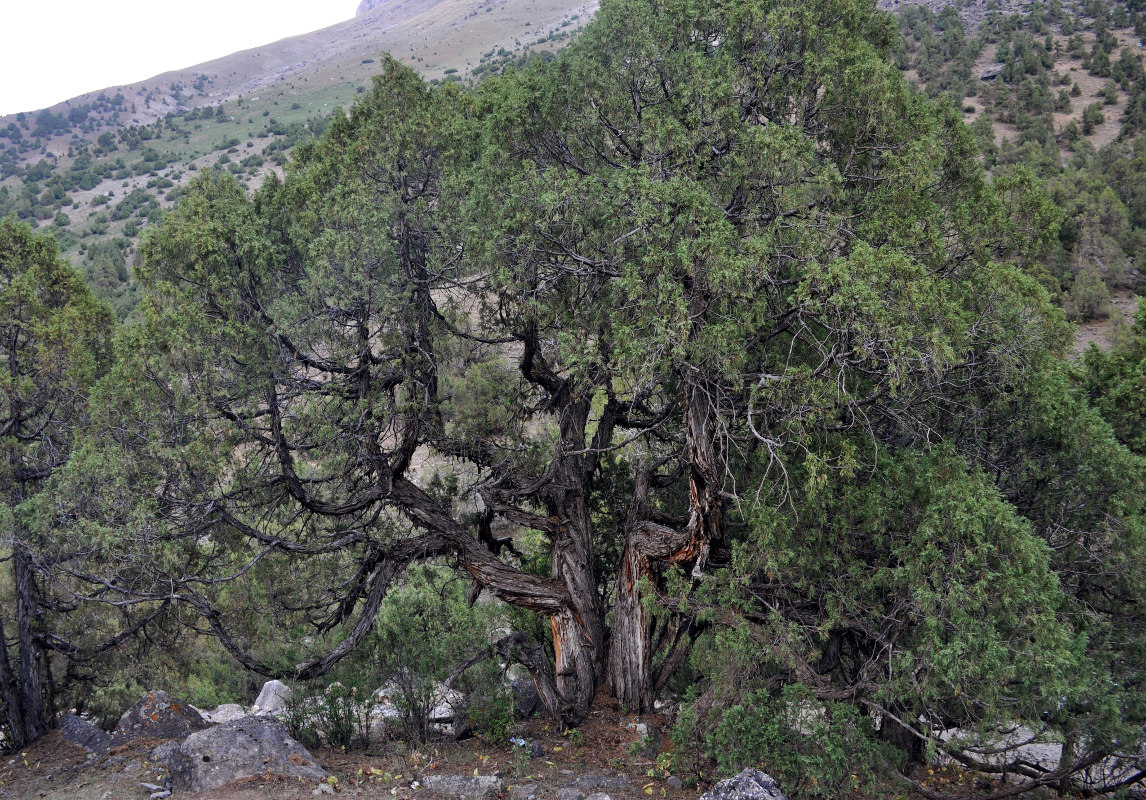 Image of Juniperus turkestanica specimen.