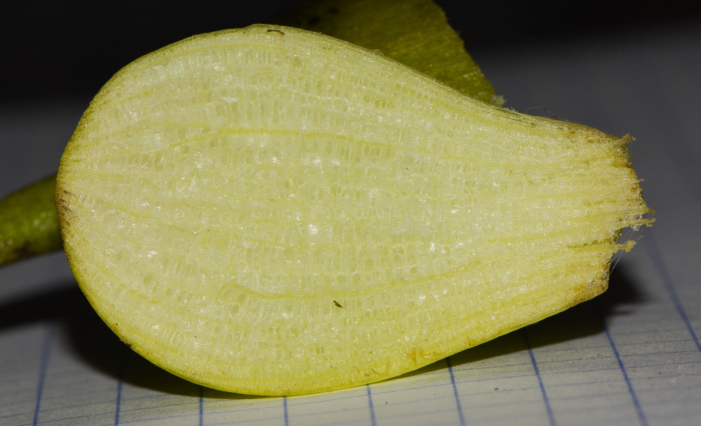 Image of Eichhornia crassipes specimen.