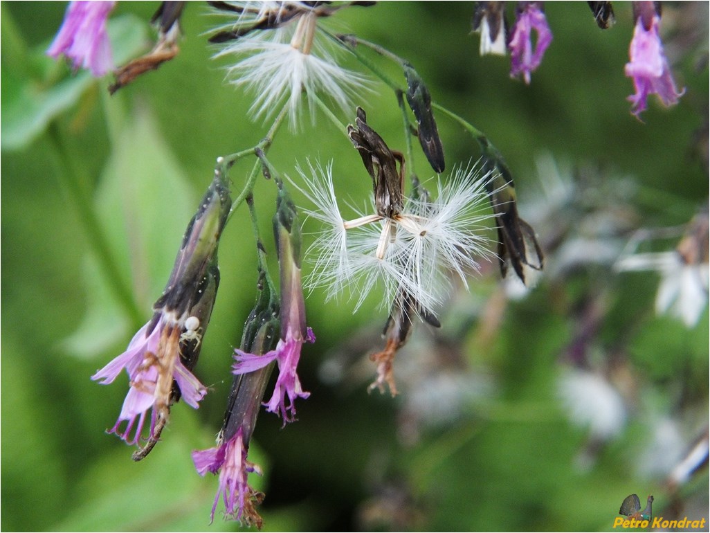 Изображение особи Prenanthes purpurea.