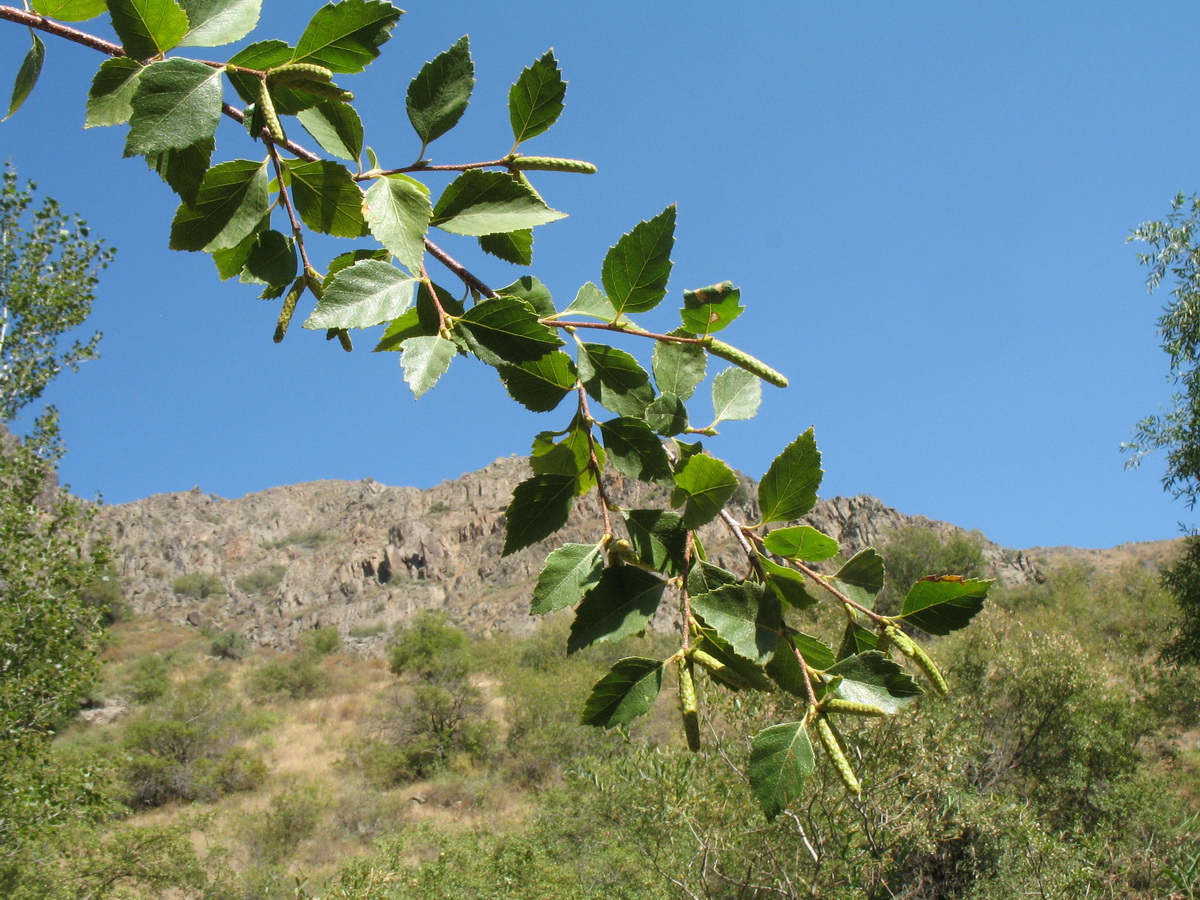 Изображение особи Betula turkestanica.