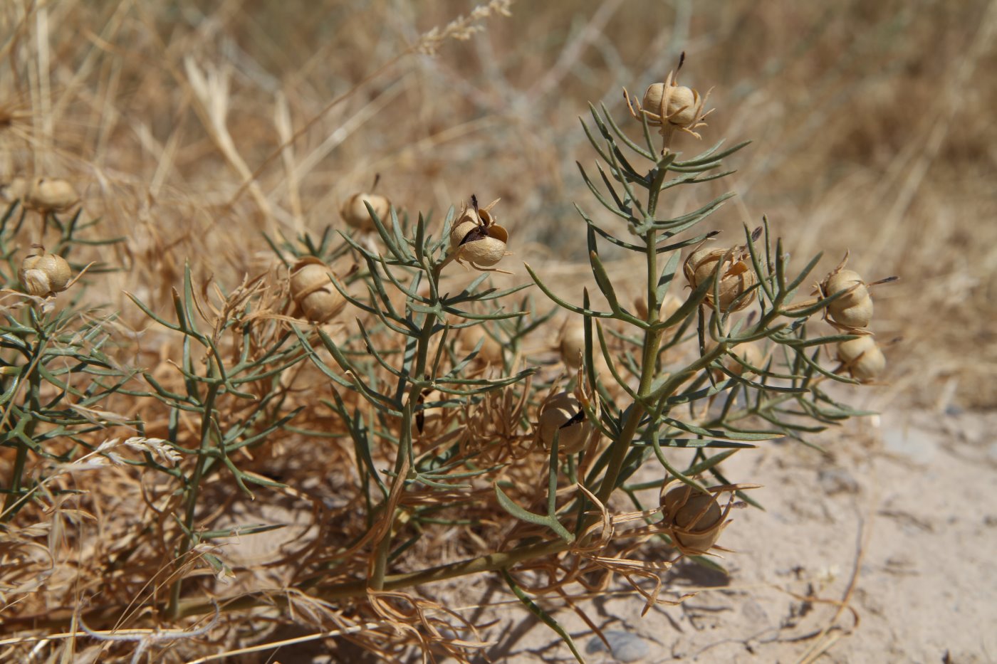 Image of Peganum harmala specimen.