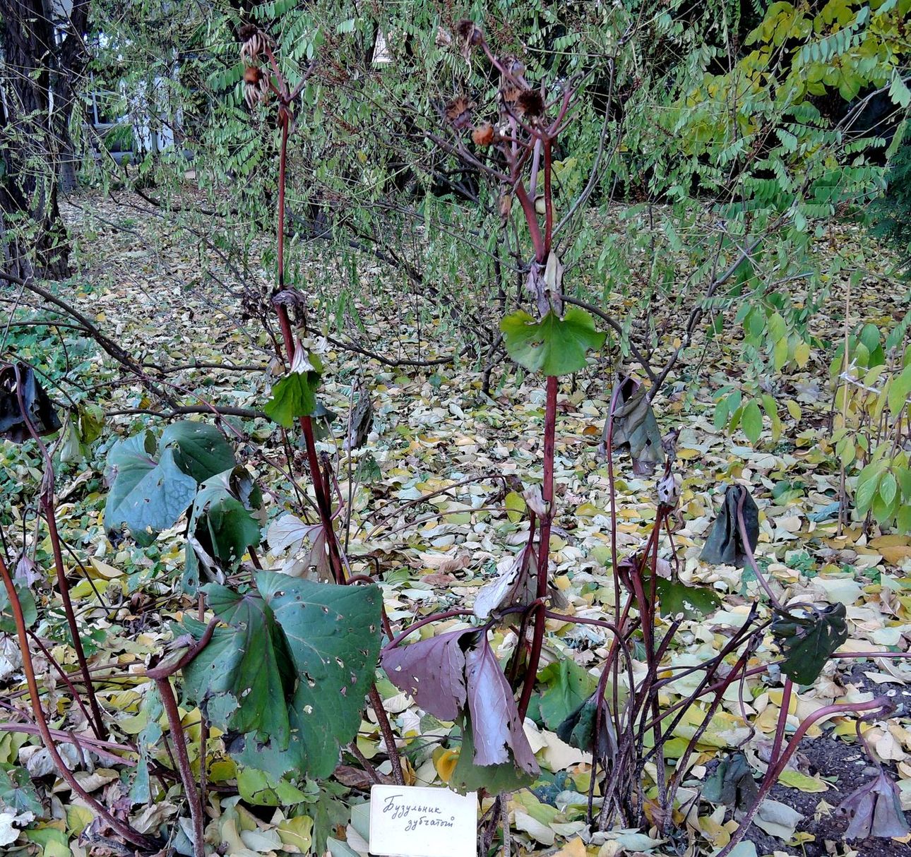 Image of Ligularia dentata specimen.