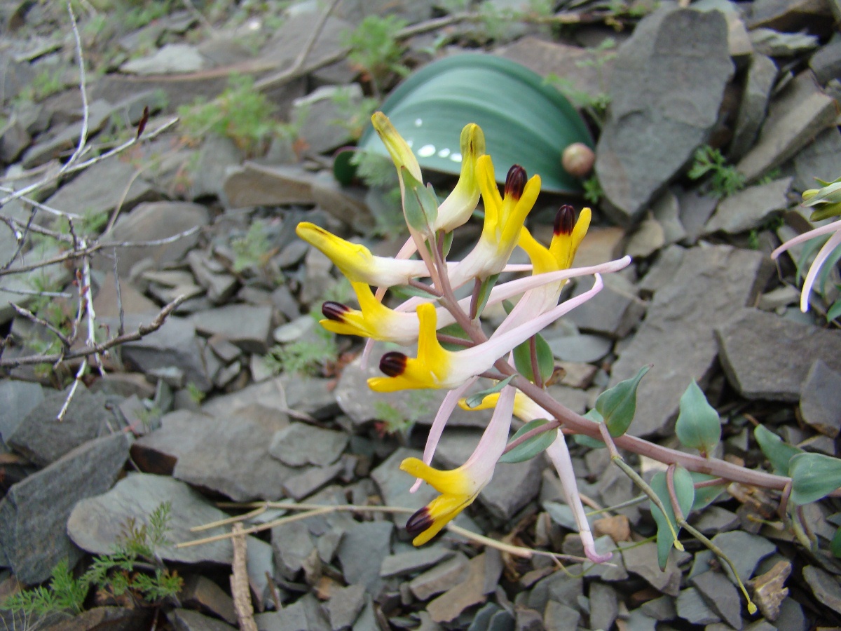 Image of Corydalis ainae specimen.