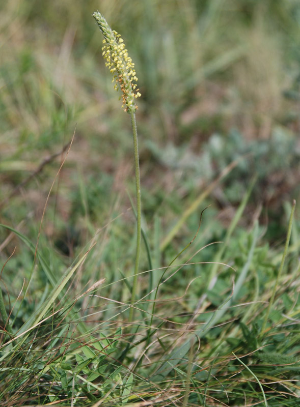 Изображение особи Plantago salsa.