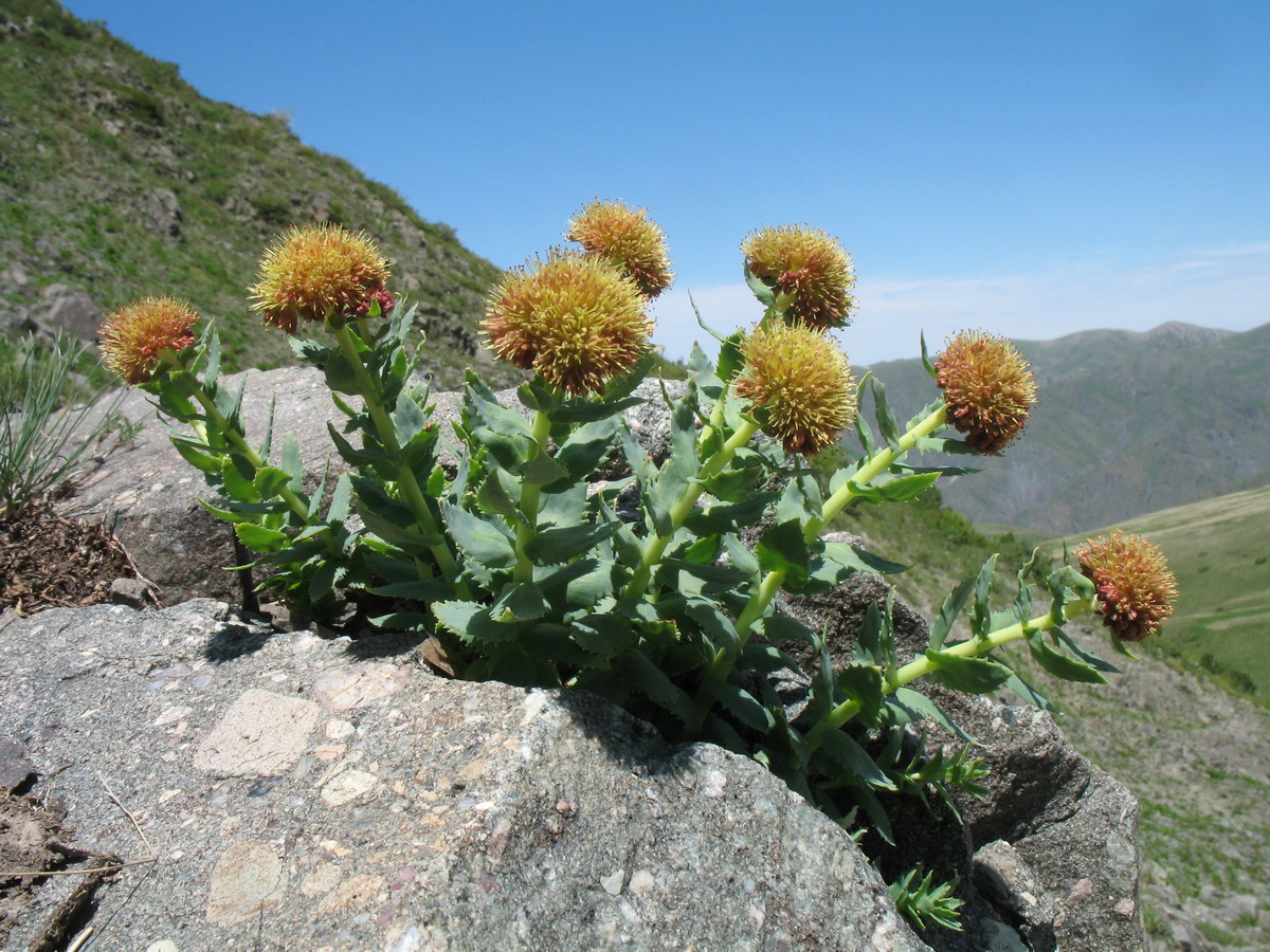 Image of Rhodiola heterodonta specimen.