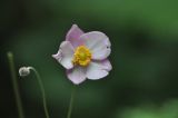 Anemone hupehensis