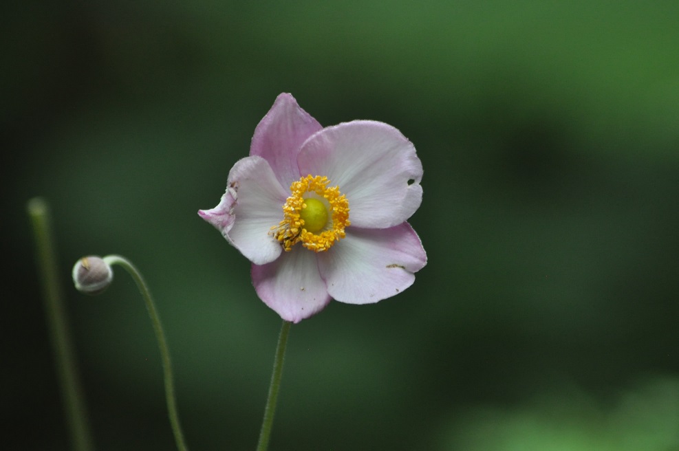 Image of Anemone hupehensis specimen.