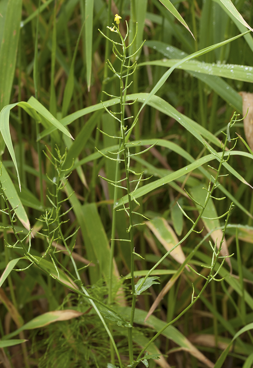 Image of Barbarea arcuata specimen.