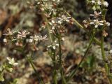 Micranthes punctata