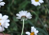 Richteria pyrethroides