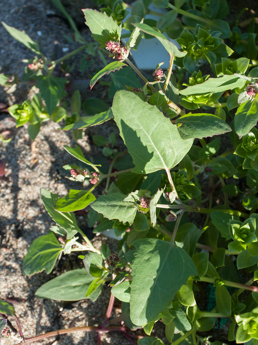 Image of Atriplex kuzenevae specimen.