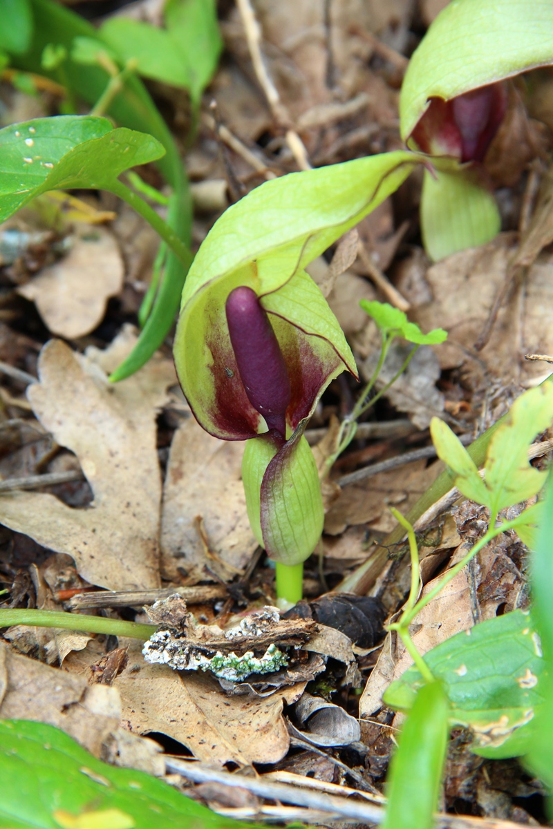 Изображение особи Arum maculatum.