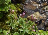 Epilobium anagallidifolium. Цветущие растения. Камчатский край, Елизовский р-н, горный массив Вачкажец, берег ручья. 18.08.2016.