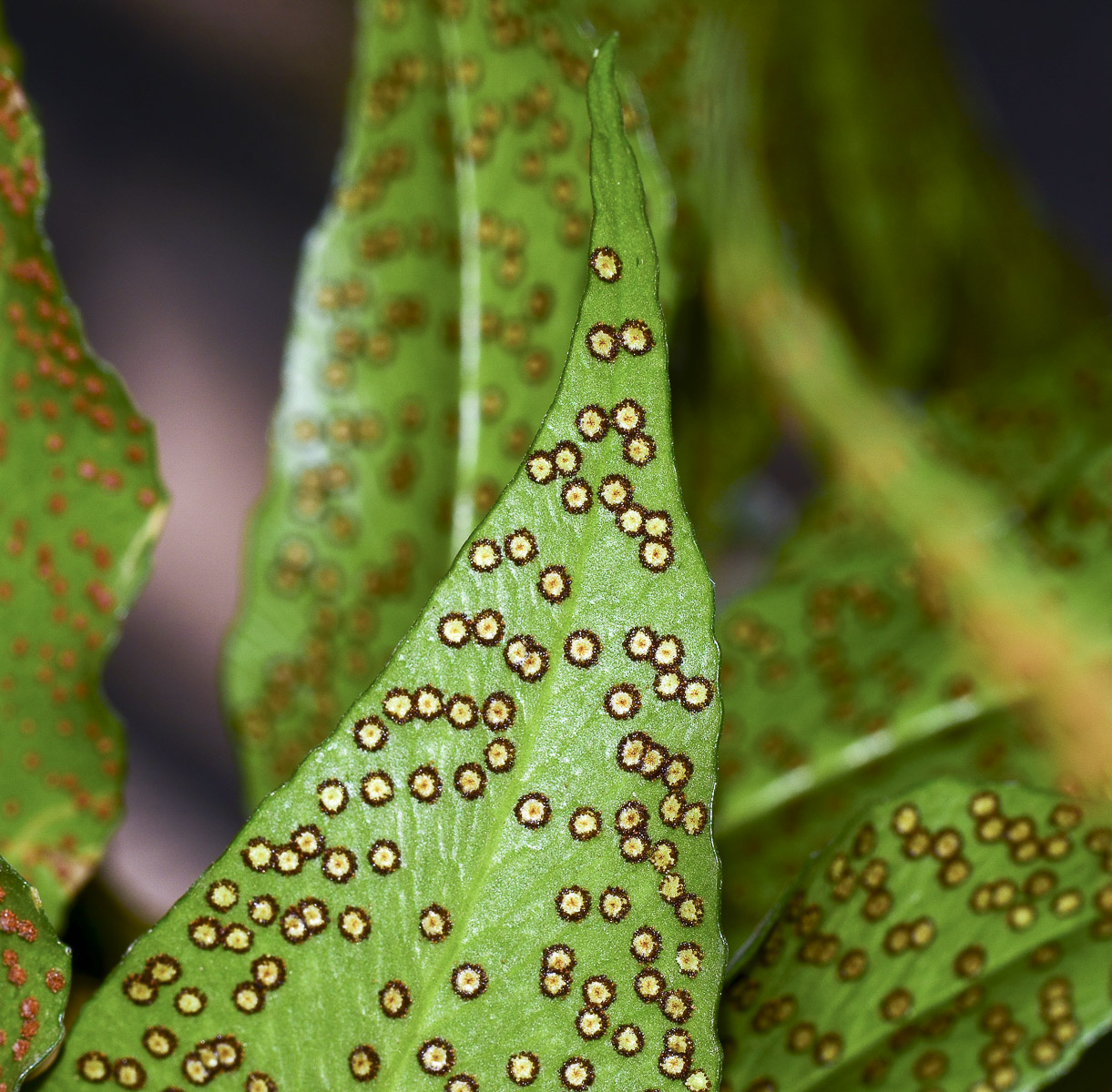 Image of Cyrtomium falcatum specimen.