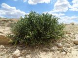 Zygophyllum turcomanicum. Плодоносящее растение в многолетнесолянковой петрофитной пустыне на бровке верхнего уступа чинка. Казахстан, Актюбинская обл., Байганинский р-н, 100 км ВЮВ пос. Дияр; плато Устюрт, чинк Донызтау, правый борт овр. Курусай. 18.06.2017.