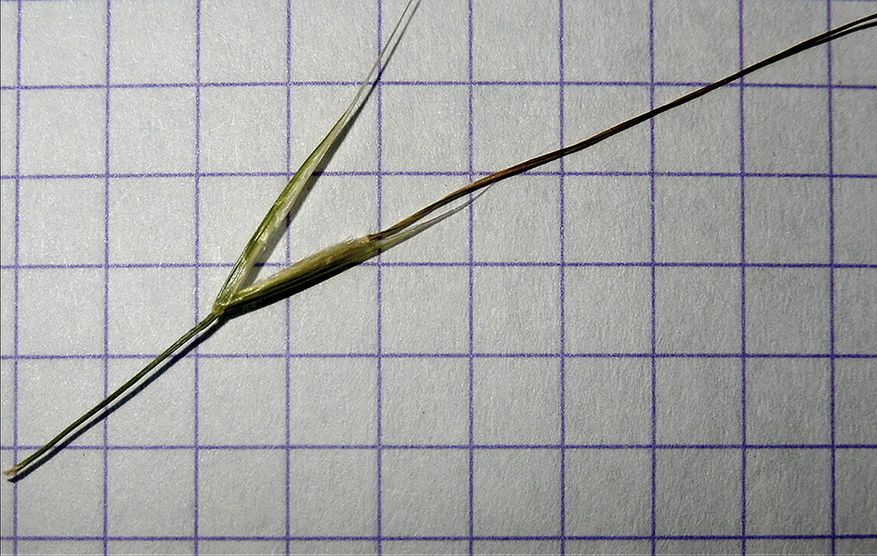 Image of Stipa lessingiana specimen.