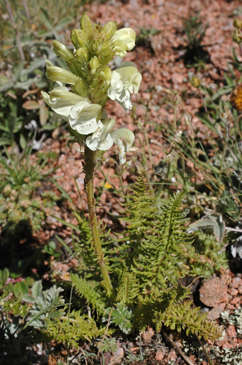 Изображение особи Pedicularis dolichorrhiza.