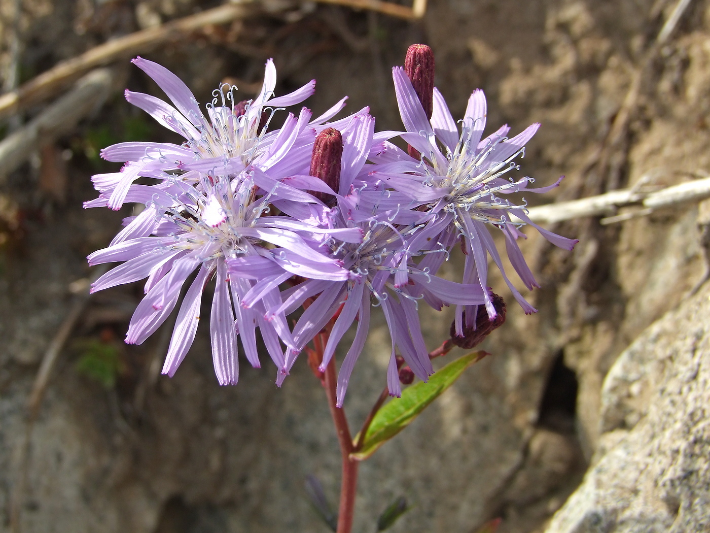 Image of Lactuca sibirica specimen.