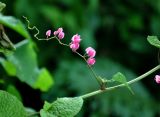 Antigonon leptopus. Часть побега с соцветием. Малайзия, о-в Пенанг, окр. г. Джорджтаун, в культуре. 05.05.2017.