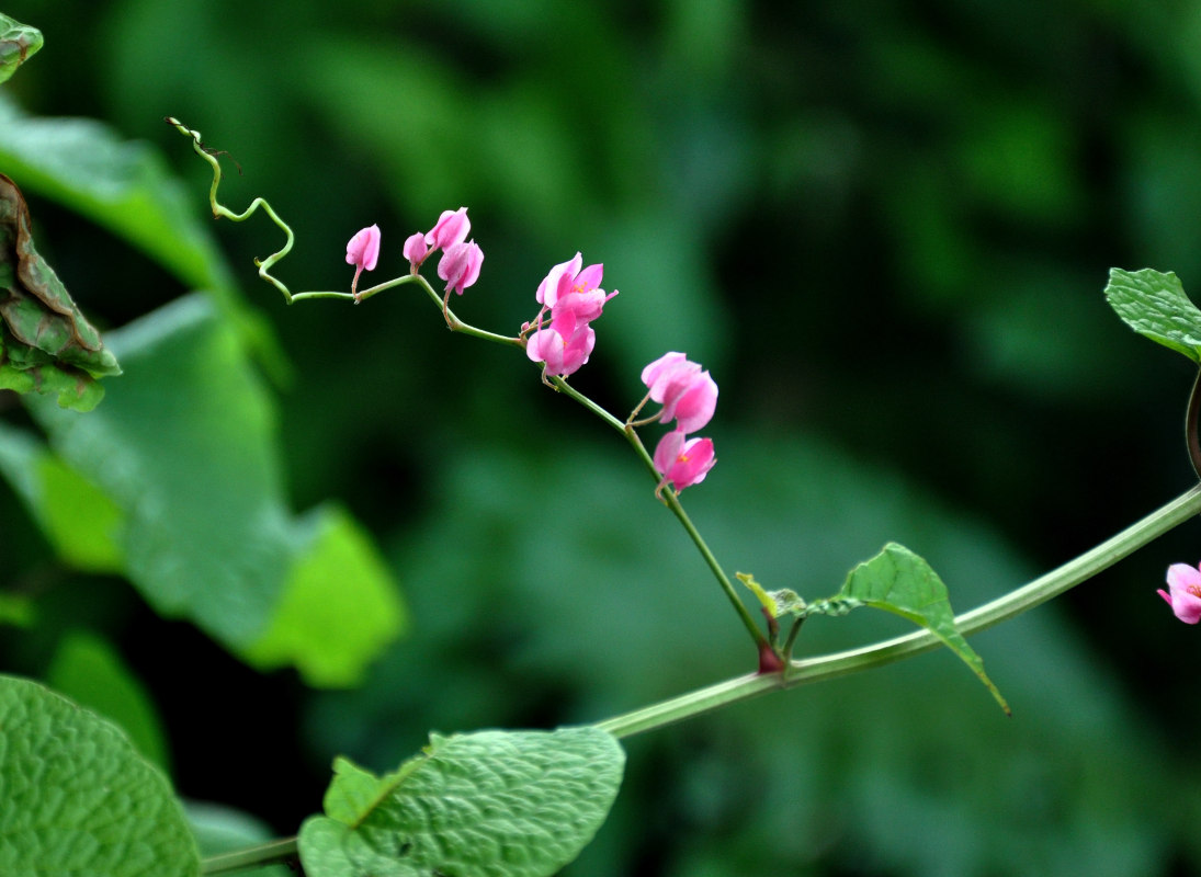 Image of Antigonon leptopus specimen.