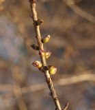 Daphne mezereum