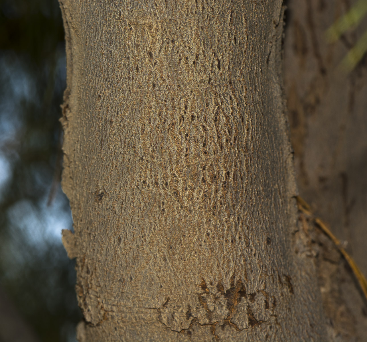 Изображение особи Casuarina equisetifolia.