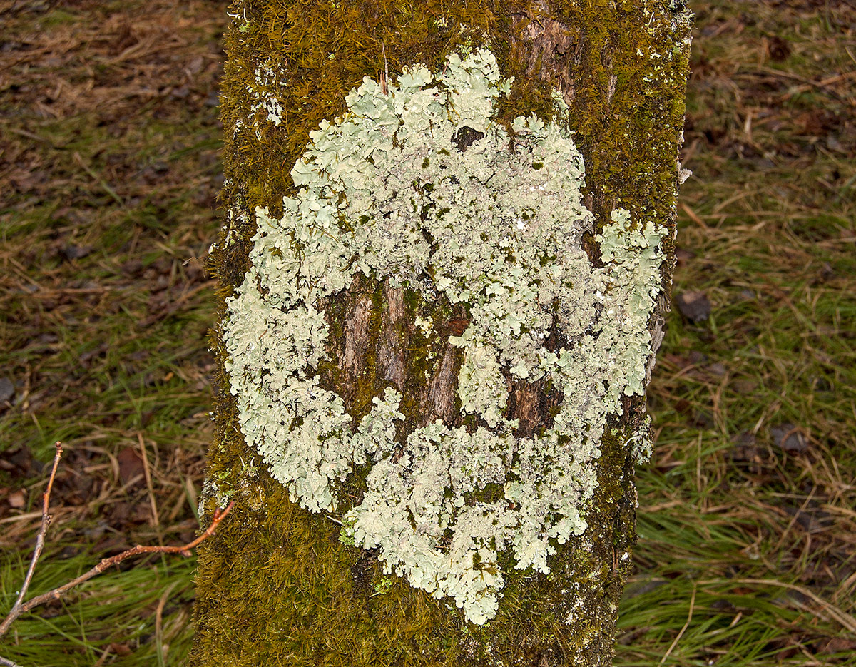 Image of Flavoparmelia caperata specimen.