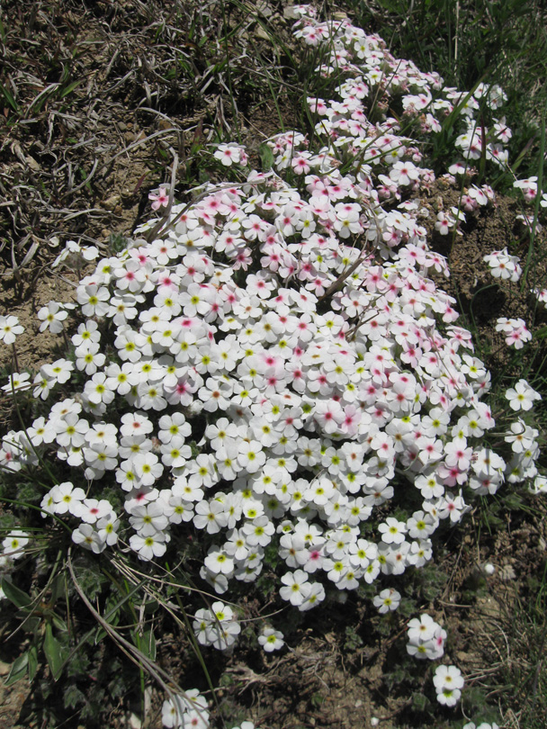 Image of Androsace lehmanniana specimen.