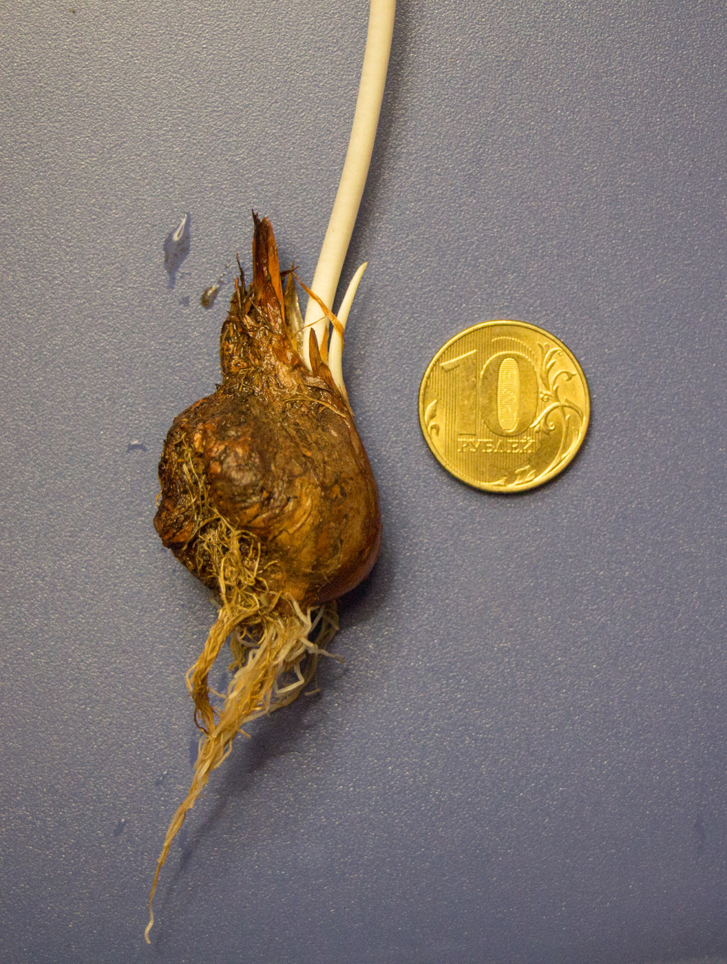 Image of Tulipa patens specimen.