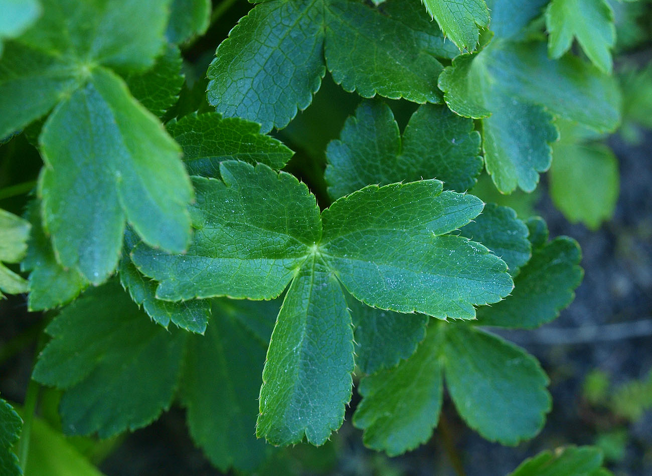 Image of Astrantia colchica specimen.