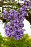 Jacaranda mimosifolia. Соцветия. Израиль, г. Бат-Ям, в парке. 06.05.2018.