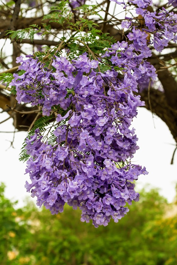 Image of Jacaranda mimosifolia specimen.