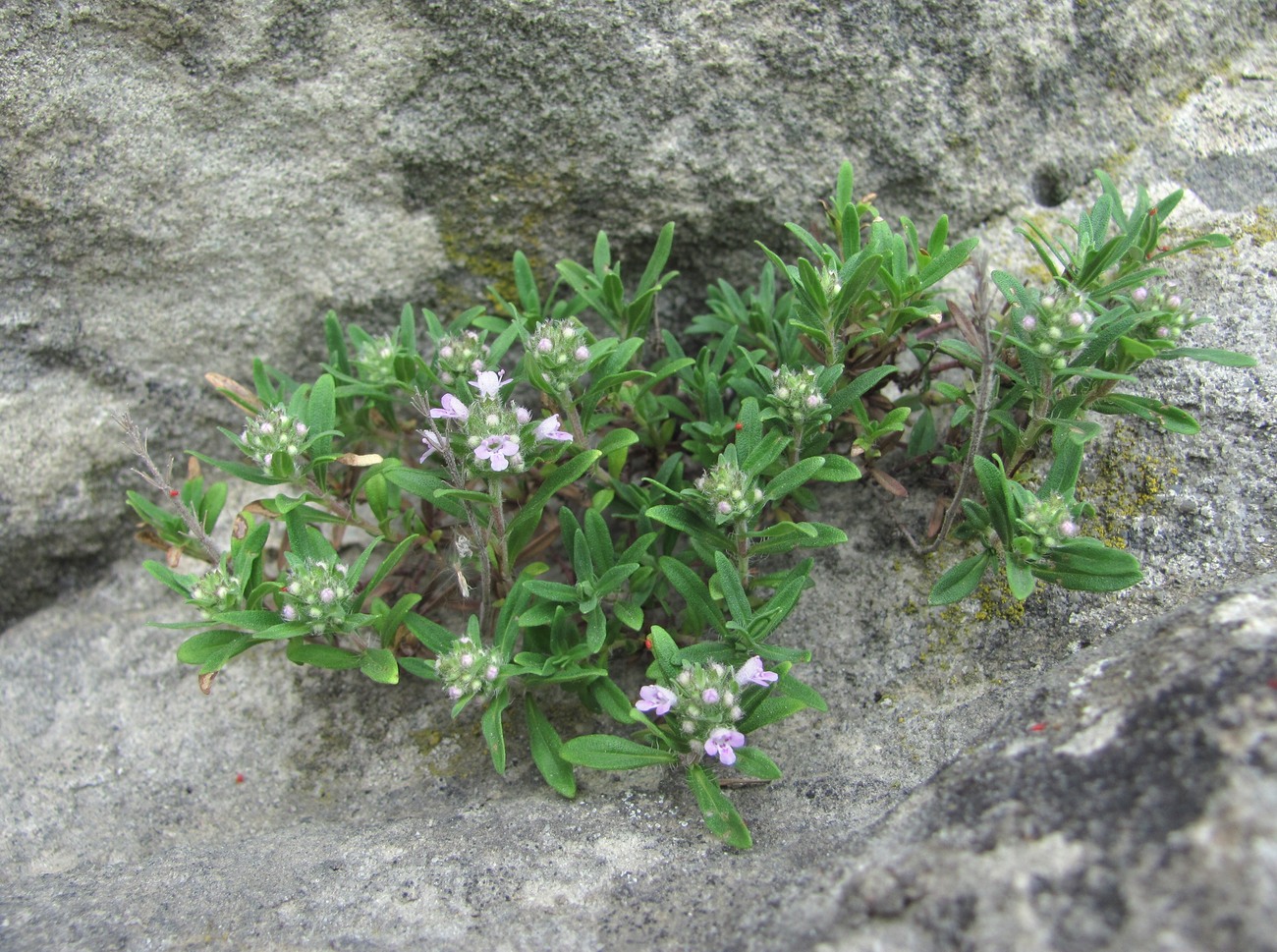 Изображение особи род Thymus.