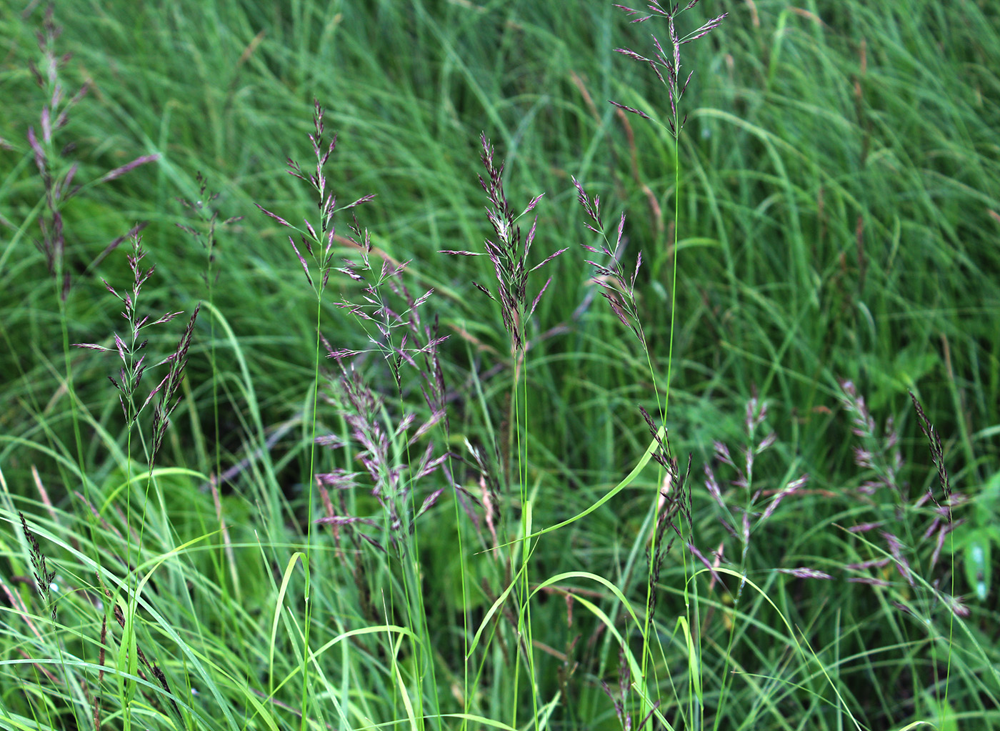 Image of Calamagrostis canescens specimen.