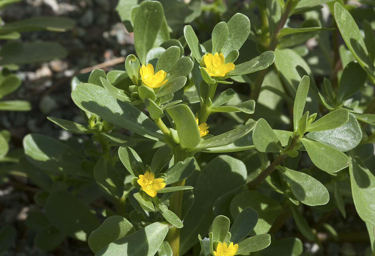 Изображение особи Portulaca oleracea.