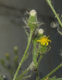 Senecio viscosus