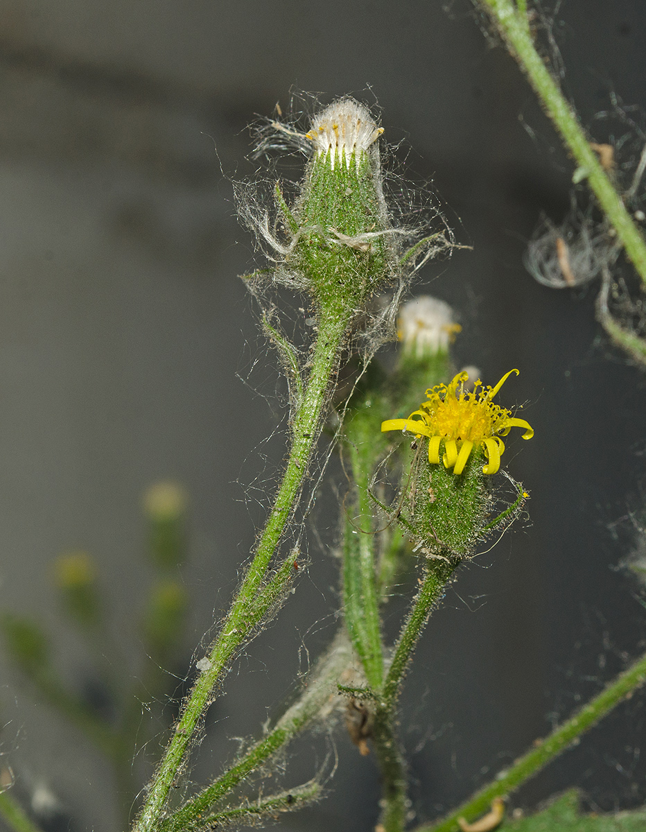 Изображение особи Senecio viscosus.