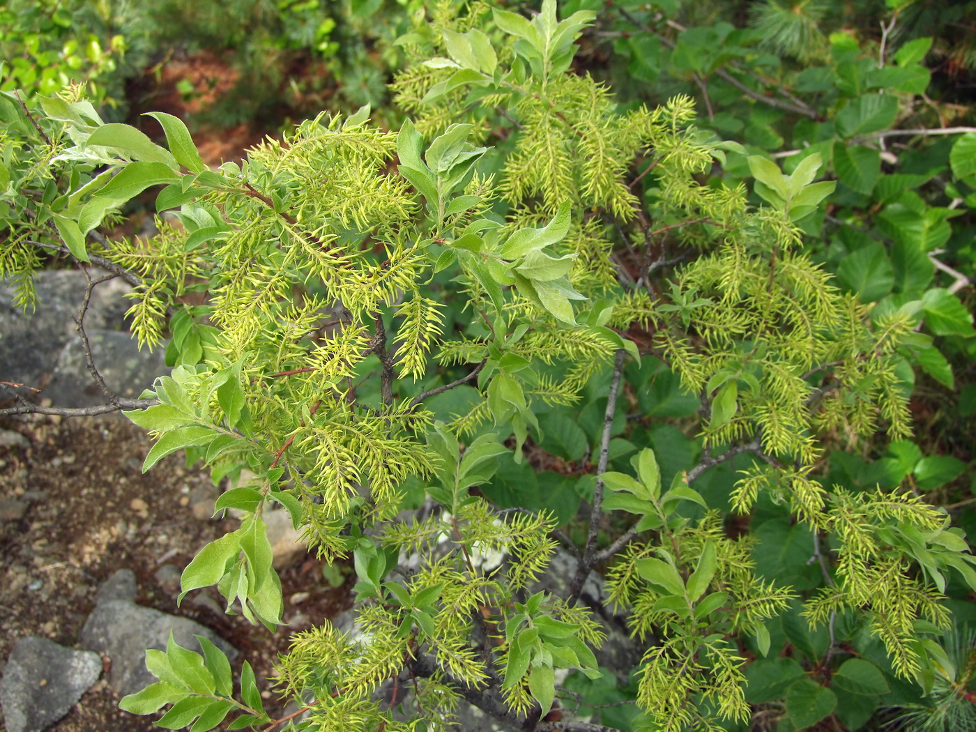 Image of Salix bebbiana specimen.