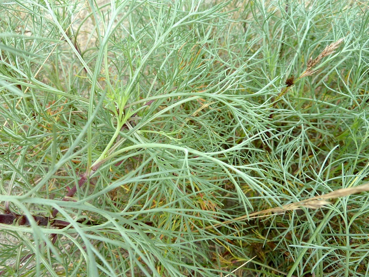 Image of Artemisia campestris specimen.