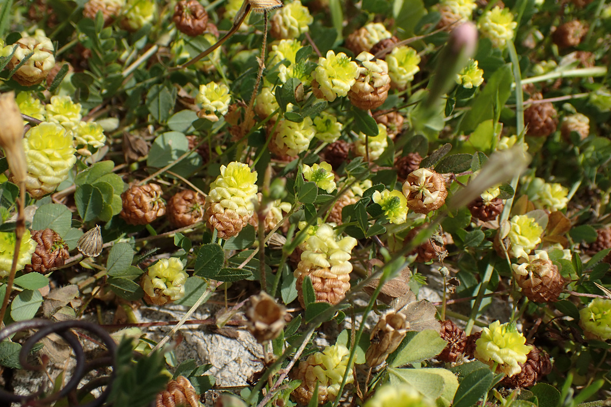 Image of Trifolium campestre specimen.