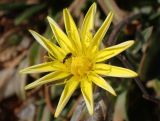 Scorzonera cana