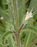 Echium biebersteinii