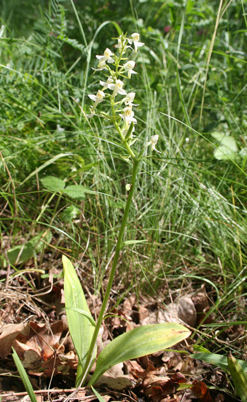 Изображение особи Platanthera &times; hybrida.