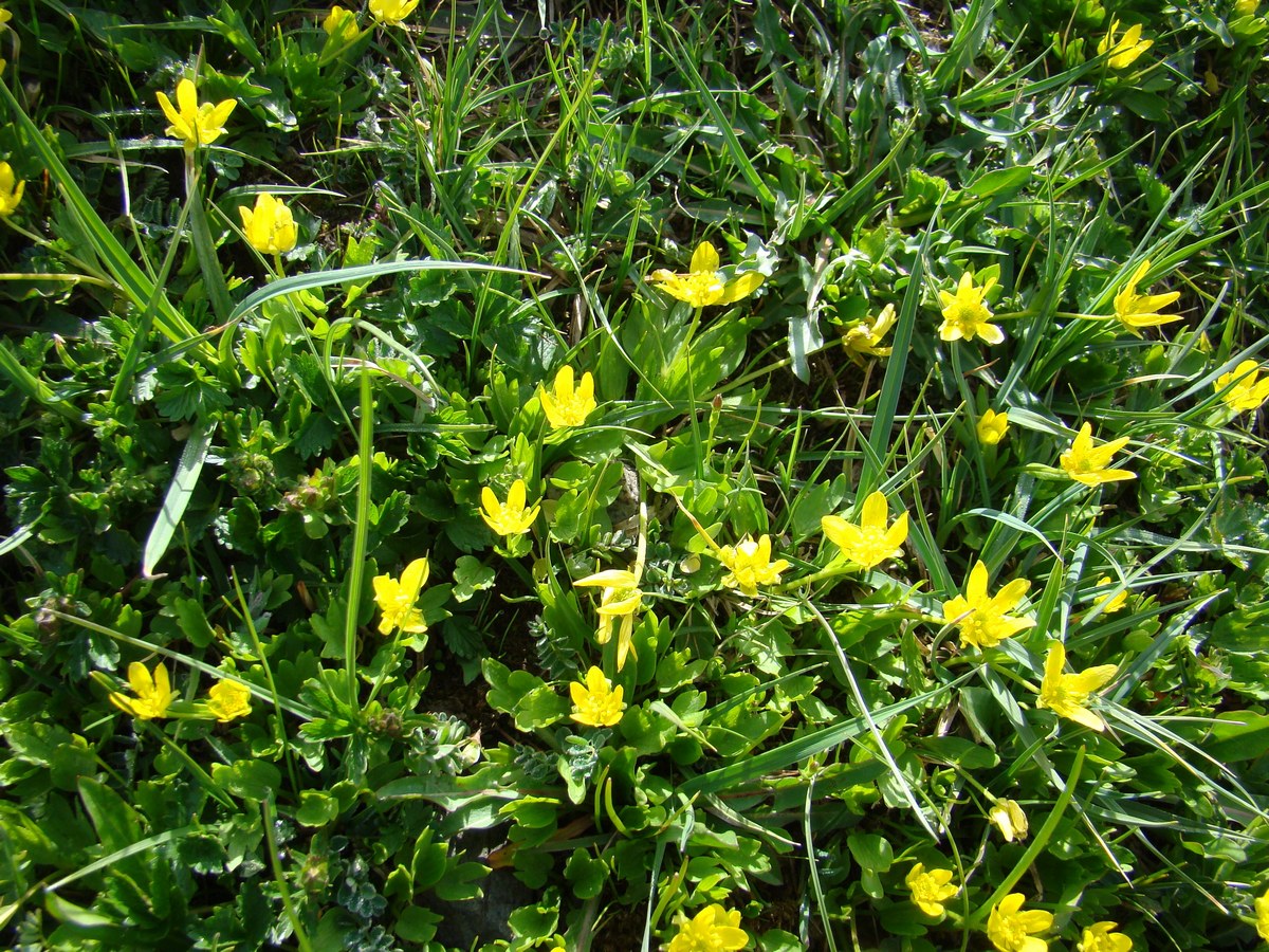 Изображение особи Ranunculus talassicus.