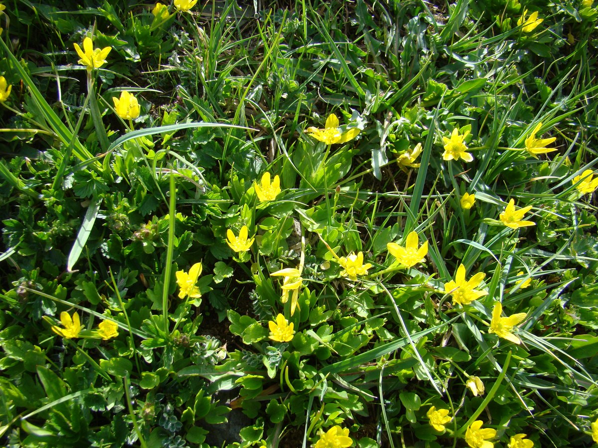 Image of Ranunculus talassicus specimen.