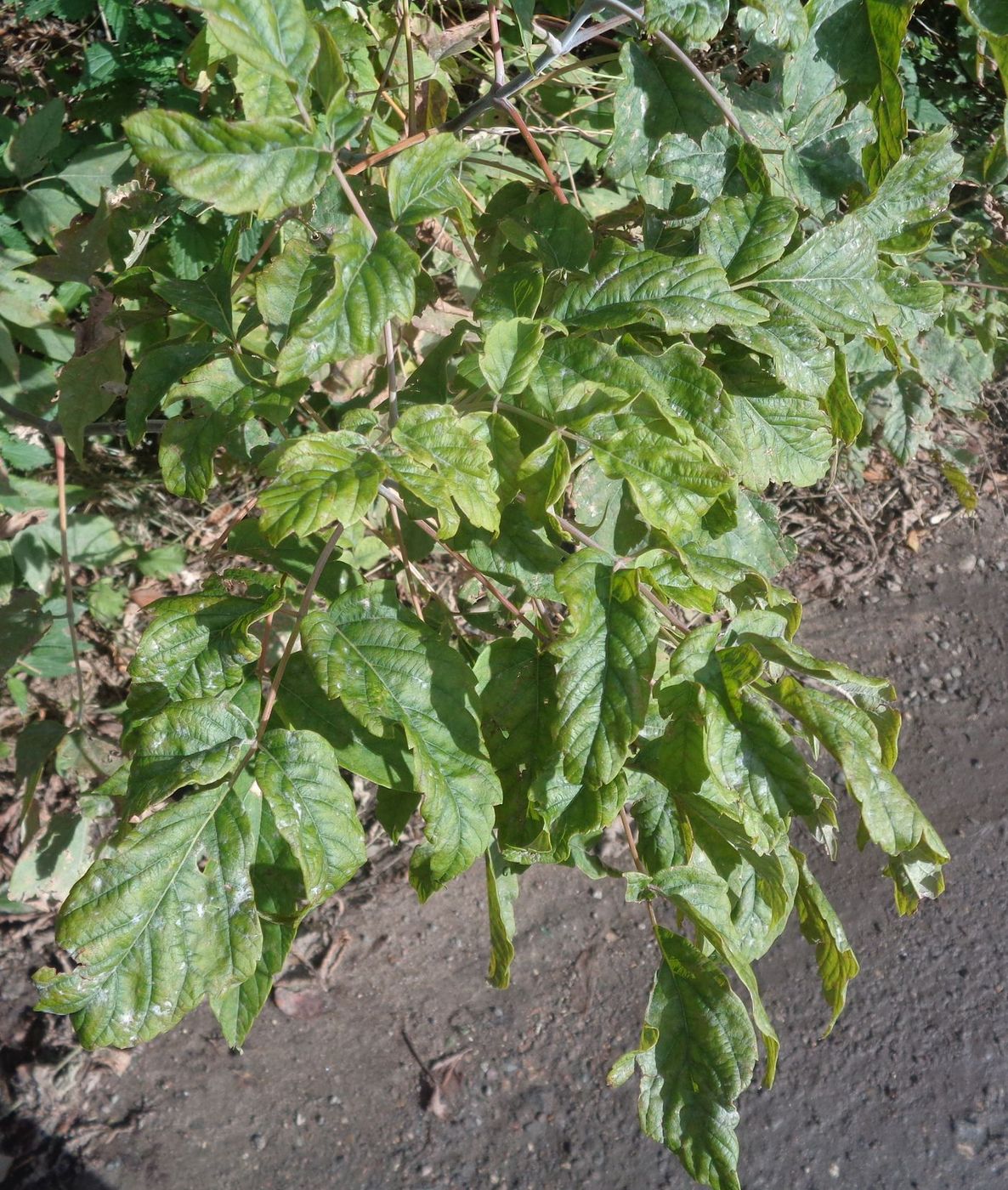 Image of Acer negundo specimen.