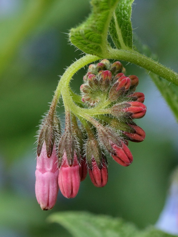 Image of Symphytum peregrinum specimen.