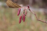 Alnus glutinosa. Верхняя часть ветви с женскими (мелкими) и мужскими (крупными) сережками. Тверская обл., Конаковский р-н, ст. Донховка, в пойме р. Сучок. 13 октября 2018 г.