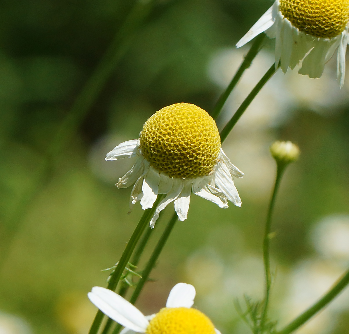 Изображение особи Tripleurospermum inodorum.