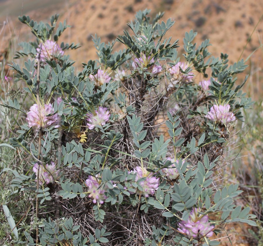 Изображение особи Astragalus karjaginii.